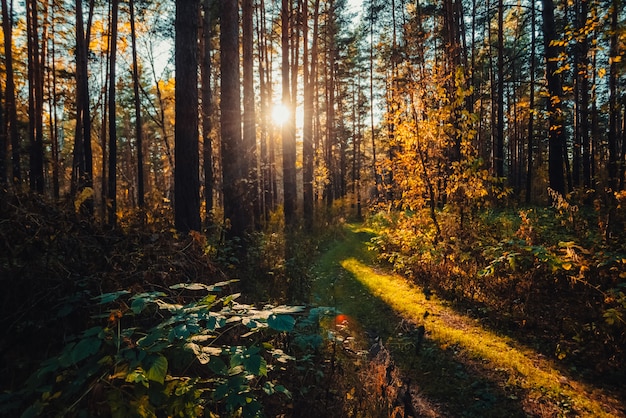 Increíble paisaje escénico en la mañana temprano en el bosque de otoño