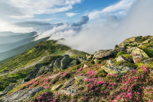 Increíble paisaje con flores en la montaña y majestuoso cielo.