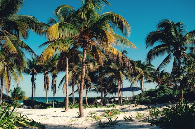 Increíble paisaje horizontal de la naturaleza con palmeras en la playa blanca