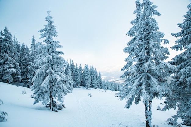 Increíble paisaje invernal con abetos nevados en las montañas