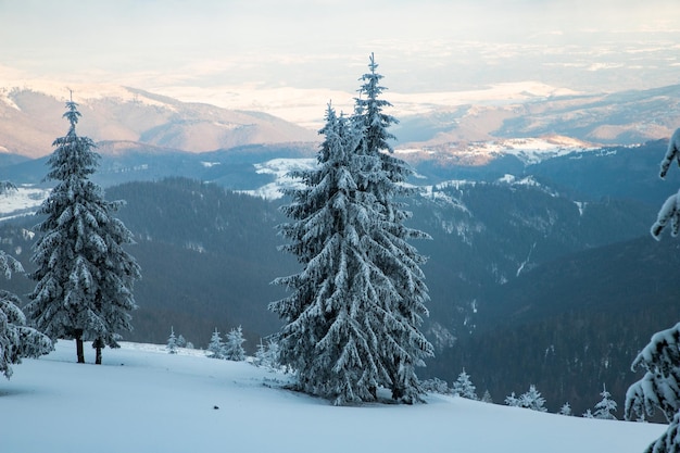 Increíble paisaje invernal con abetos nevados en las montañas