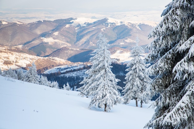 Increíble paisaje invernal con abetos nevados en las montañas