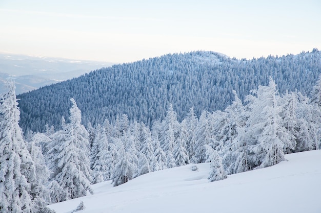 Increíble paisaje invernal con abetos nevados en las montañas