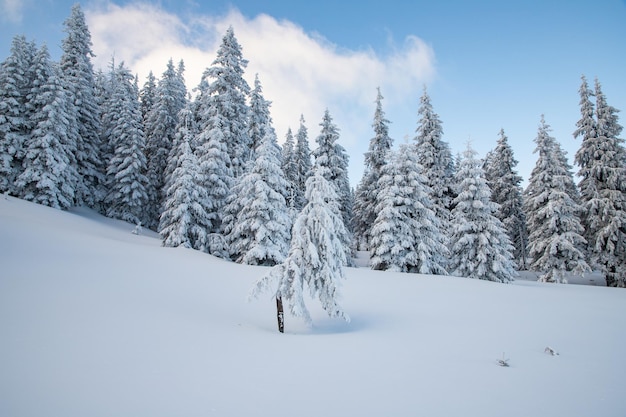 Increíble paisaje invernal con abetos nevados en las montañas