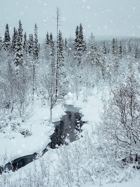 Increíble paisaje invernal. Bosque del norte nevado de invierno salvaje con río en un día polar.