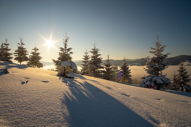 Increíble paisaje invernal con pinos de bosque cubierto de nieve en las frías montañas al amanecer.