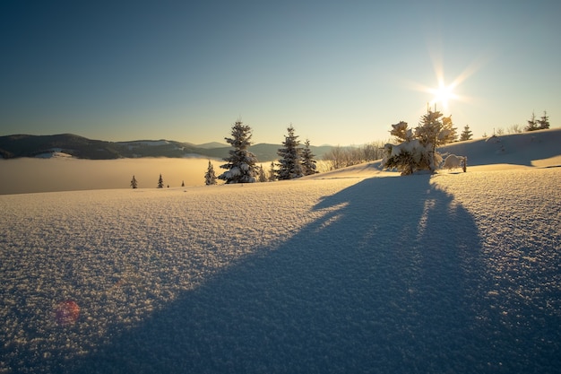 Increíble paisaje invernal con pinos del bosque cubierto de nieve en las frías montañas neblinosas al amanecer.