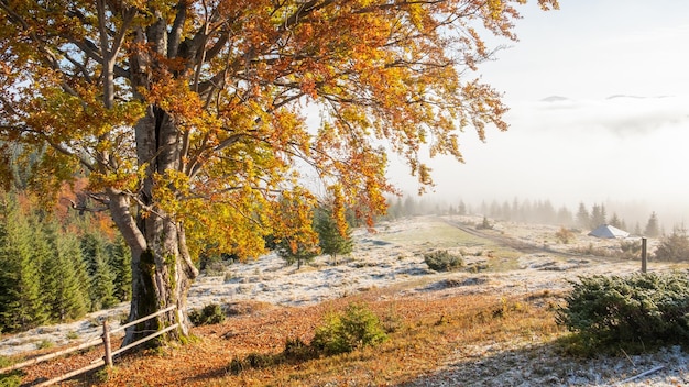Increíble paisaje otoñal con árboles amarillos en las montañas Hermosa naturaleza en otoño Ucrania Cárpatos