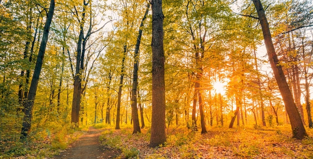 Increíble paisaje otoñal. Naturaleza forestal panorámica. Mañana viva en un bosque colorido con rayos de sol.