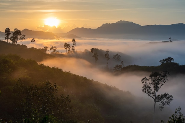 Increíble paisaje de selva tropical por la mañana con niebla y amanecer.