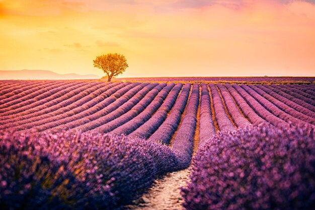 Increíble paisaje de verano. Paisaje de puesta de sol de verano de campo de lavanda cerca de Valensole. Provenza, Francia