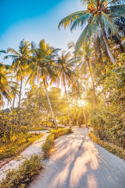 Increíble paisaje de verano. Sendero de naturaleza tropical, sendero de aventura de libertad con la cálida luz del sol al atardecer