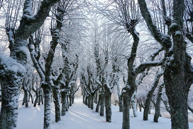 Increíble parque de tilos en el jardín de la casa solariega de Katvari durante el invierno, efecto ojo de pez