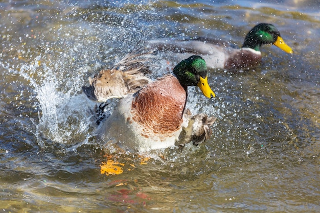 Increíble pato real en el lago de las montañas