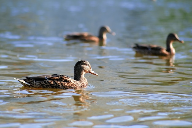 Un increíble patos reales nadan en un lago.