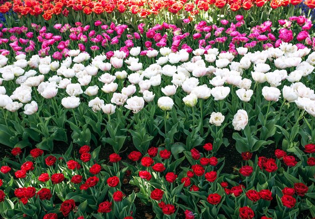 Increíble patrón de tulipanes coloridos en flor al aire libre Naturaleza flores primavera concepto de jardinería