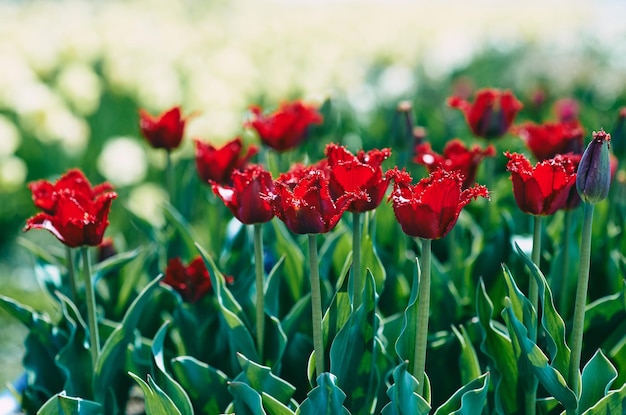 Increíble patrón de tulipanes rojos en flor al aire libre Naturaleza flores primavera concepto de jardinería