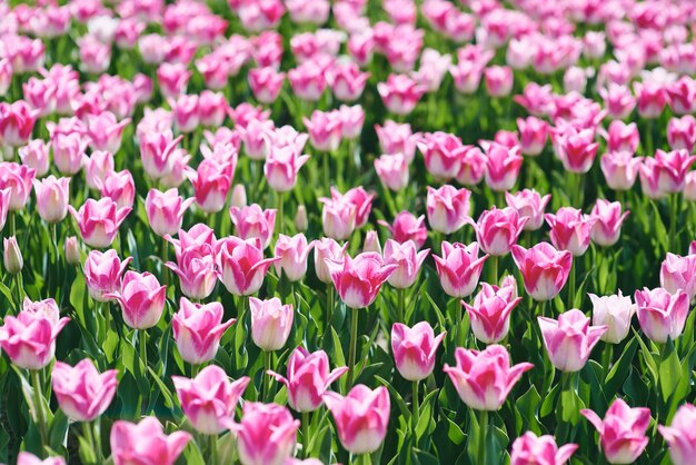 Increíble patrón de tulipanes rosas en flor al aire libre Naturaleza flores primavera concepto de jardinería