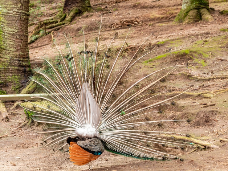Foto increíble pavo real macho indio (pavo cristatus).