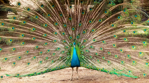 Increíble pavo real macho indio (Pavo cristatus).