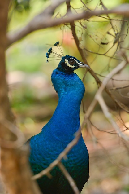 Increíble pavo real en la naturaleza al aire libre