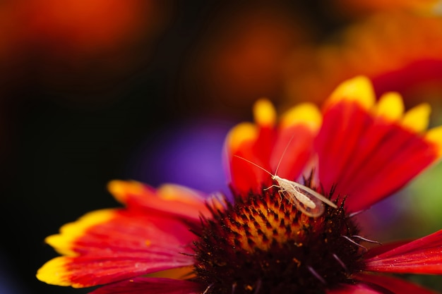 Increíble pequeño insecto volador con alas transparentes y antenas largas en polen naranja de bella flor con pétalos rojos amarillos en macro. Lacewing en primer plano de gaillardia. El macro mundo atmosférico.