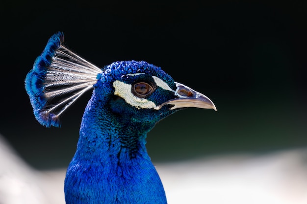 Increíble retrato de un pavo real azul con un hermoso color.