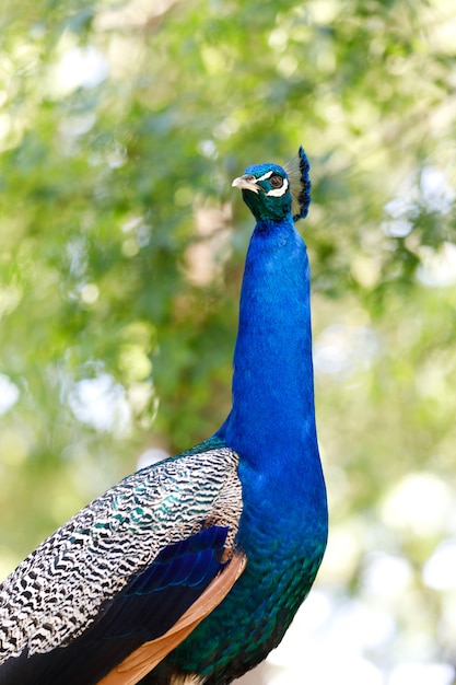 Increíble retrato de un pavo real