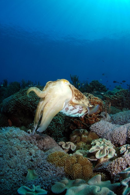 Una increíble sepia Broadclub - Sepia latimanus. Parque Nacional de Komodo, Indonesia.