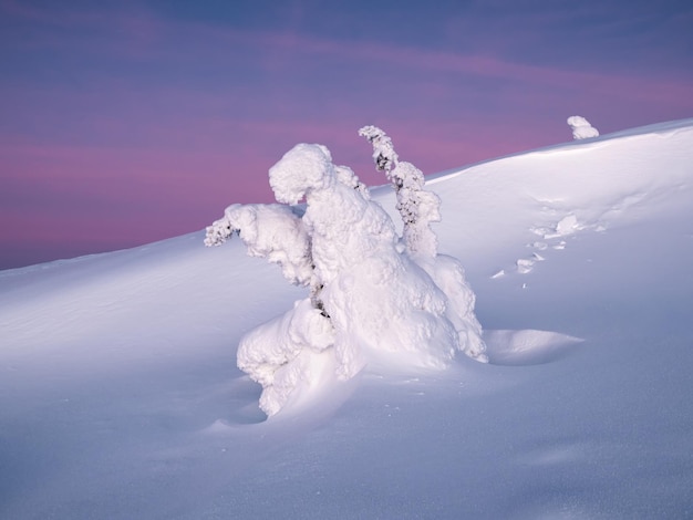 Increíble silueta mágica y extraña de abeto doblado cubierta de nieve Naturaleza dura del Ártico Cuento de hadas místico del invierno Abeto de Navidad solitario cubierto de nieve en la ladera de la montaña