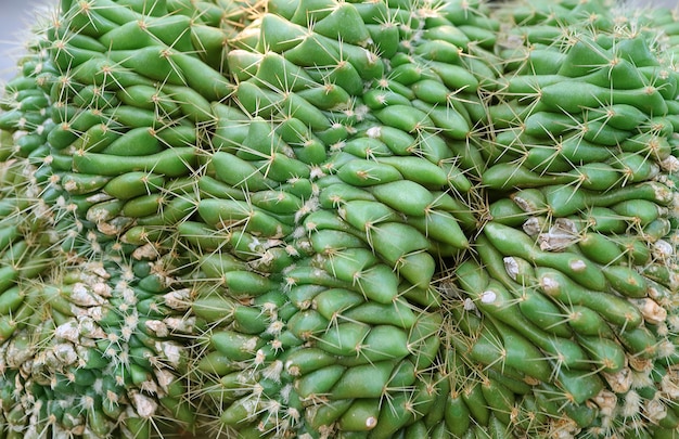 Increíble textura y patrón de Mammillaria Elongata Cristata o Brain Cactus