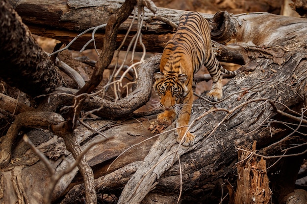 Increíble tigre de Bengala en la naturaleza.