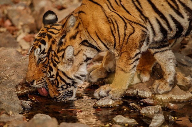 Foto increíble tigre de bengala en la naturaleza.