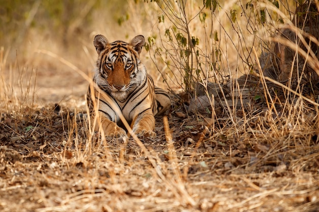 Increíble tigre de Bengala en la naturaleza.