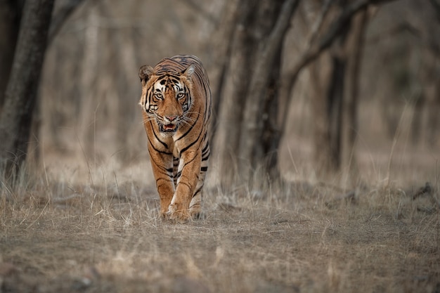 Increíble tigre de Bengala en la naturaleza.