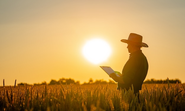 Increíble vista con el hombre que comprueba la cosecha orgánica natural a la luz del atardecer.