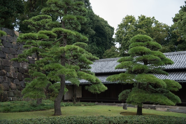 Increíble vista en el jardín japonés