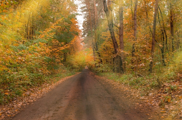 Increíble vista sobre el bosque de otoño Hermoso paisaje forestal al amanecer