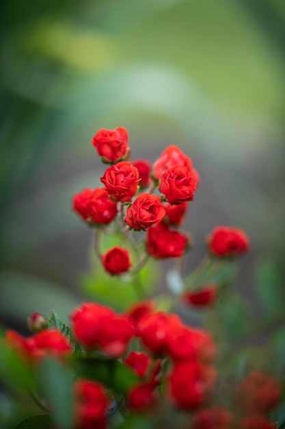 Foto increíblemente hermosas rosas delicadas concepto amor fecha romance