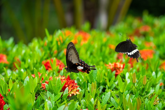 Increíblemente hermoso día, la mariposa tropical Papilio maackii poliniza las flores. La mariposa blanco y negro bebe el néctar de las flores. Colores y belleza de la naturaleza.