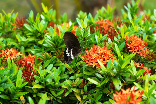 Increíblemente hermoso día mariposa tropical Papilio maackii poliniza las flores. La mariposa blanco y negro bebe el néctar de las flores. Colores y belleza de la naturaleza.