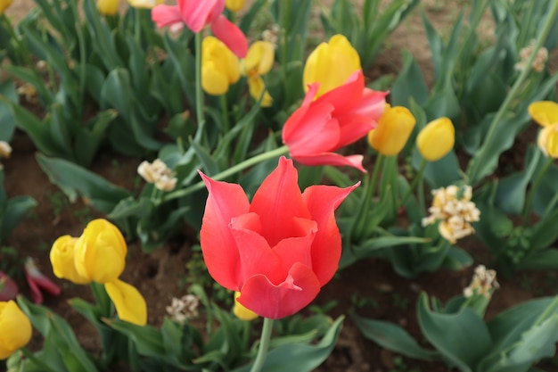 Increíbles campos de tulipanes en Italia