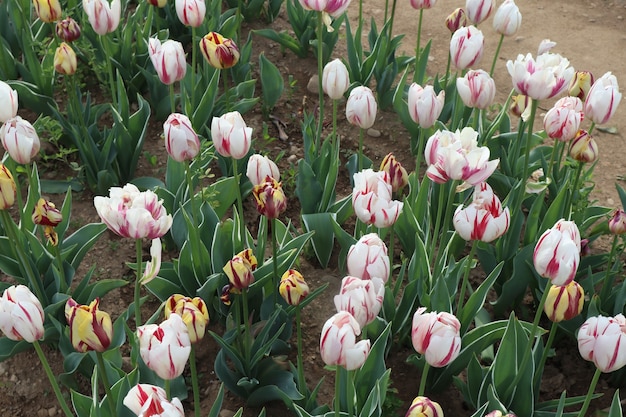 Increíbles campos de tulipanes multicolores en Italia