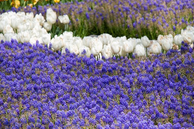 Las increíbles flores coloridas de la primavera a la vista