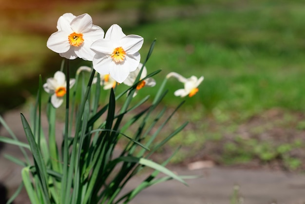 Increíbles flores de narcisos blancos en un día soleado de primavera La imagen de alta calidad para el fondo de primavera