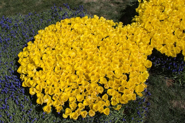 Increíbles flores de primavera coloridas en la naturaleza