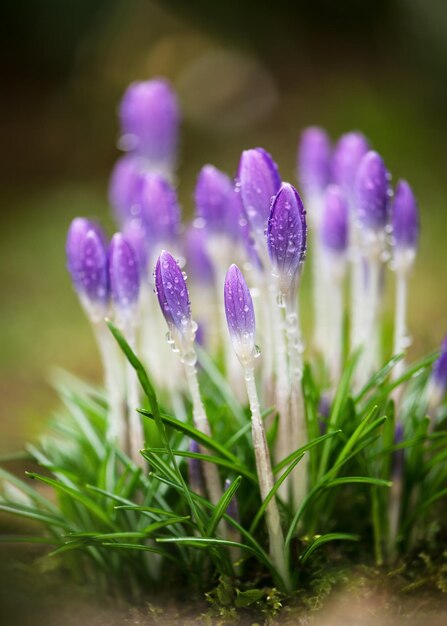 Increíbles flores silvestres de crocus púrpura en la luz de la mañana con burbujas de bokeh y luz solar