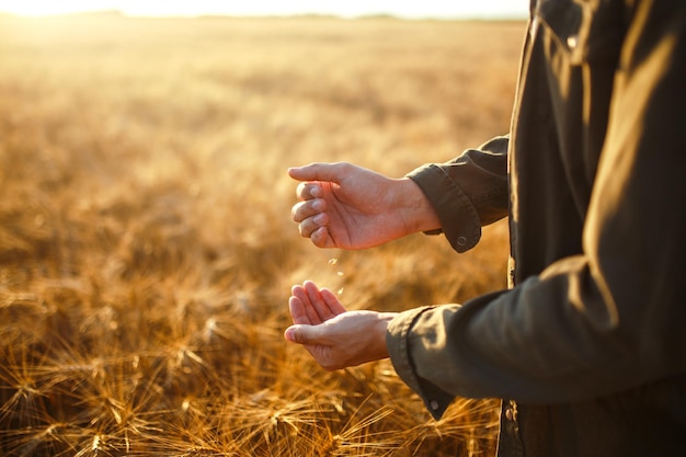 Increíbles manos de un agricultor sosteniendo un puñado de granos de trigo en un campo de trigo