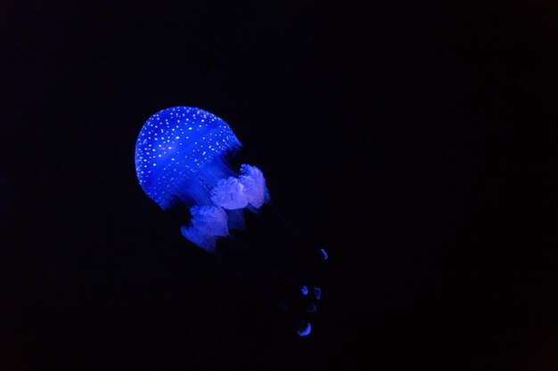 Increíbles medusas de neón flotan en la oscuridad bajo el agua en profundidad Fauna marina y océano