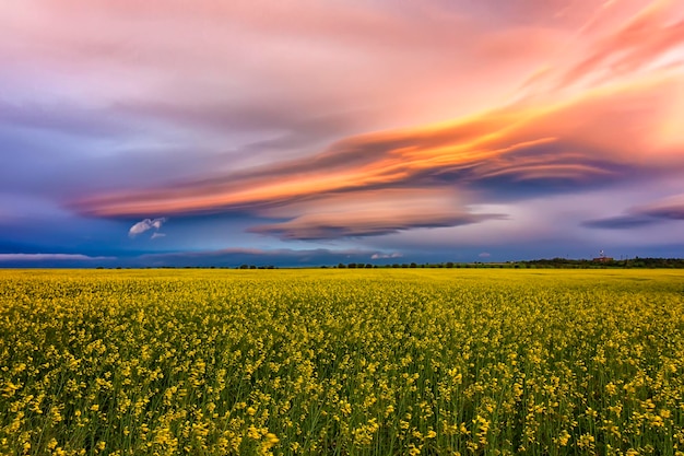 Increíbles nubes de colores sobre el campo con colza amarilla